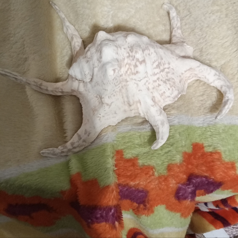#005 Spider Conch